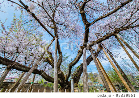 埼玉県北本市 満開の石戸蒲ザクラ 埼玉県北本市 満開の石戸蒲ザクラ 95329961