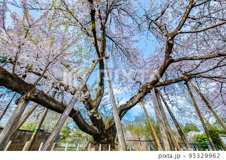 埼玉県北本市 満開の石戸蒲ザクラ 埼玉県北本市 満開の石戸蒲ザクラ 95329962