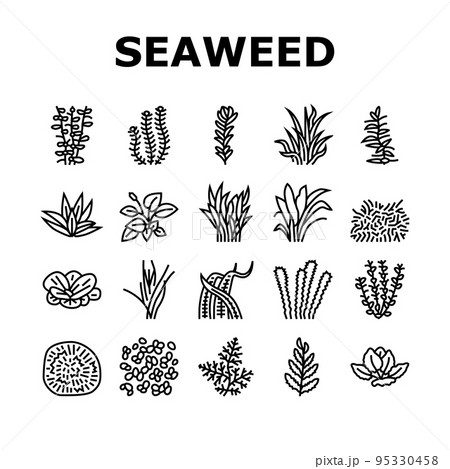 Aquatic Seaweed Natural Plant Icons Set Vector 95330458