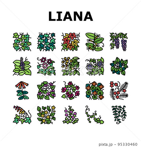 Vine Liana Exotic Growing Plant Icons Set Vector Vine Liana Exotic Growing Plant Icons Set Vector 95330460