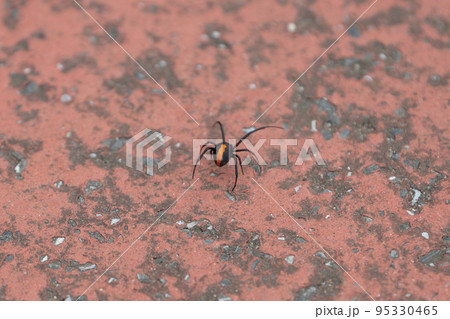 セアカゴケグモ セアカゴケグモ 95330465