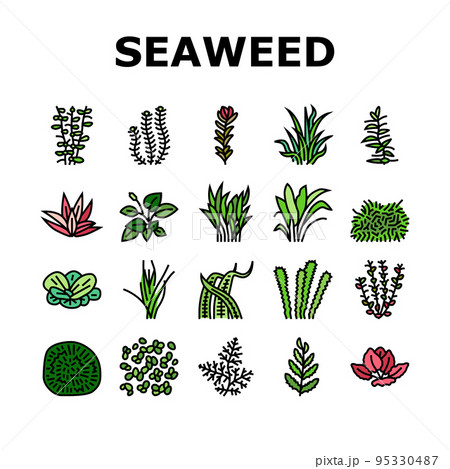 Aquatic Seaweed Natural Plant Icons Set Vector Aquatic Seaweed Natural Plant Icons Set Vector 95330487