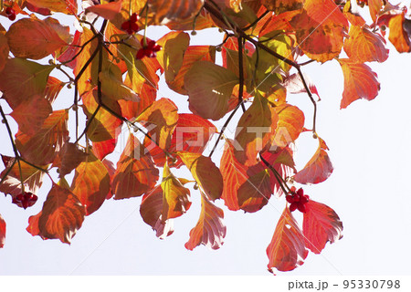赤く紅葉しだしたハナミズキ(花水木)の葉が美しい 95330798