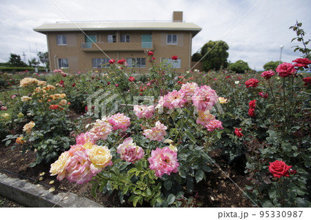 荒尾市　おもやい市民花壇　バラの花、 95330987