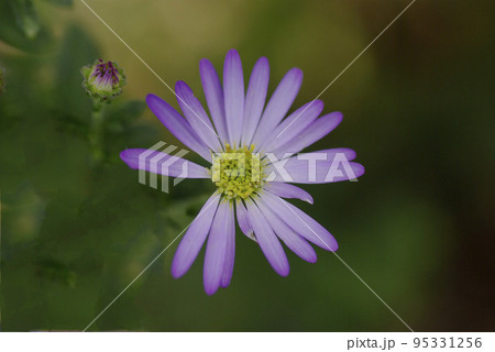 コンギク（紺菊,ノコンギク,野紺菊,ノギク，野菊）の紫の小花が美しい 95331256