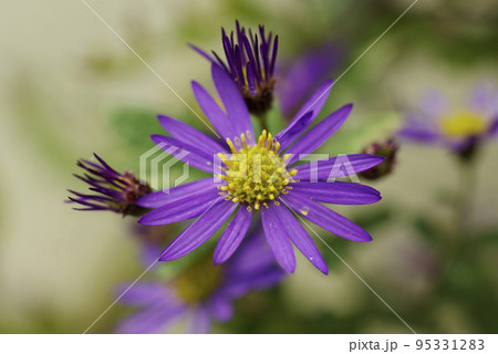 コンギク（紺菊,ノコンギク,野紺菊,ノギク，野菊）の紫の小花が美しい 95331283