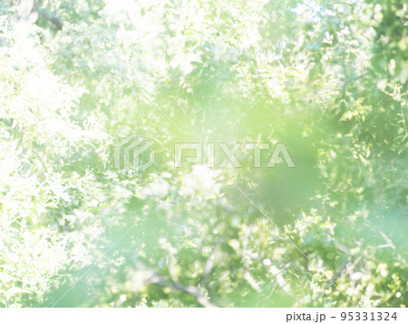 グリーンの玉ぼけ 背景素材 グリーンの玉ぼけ 背景素材 95331324