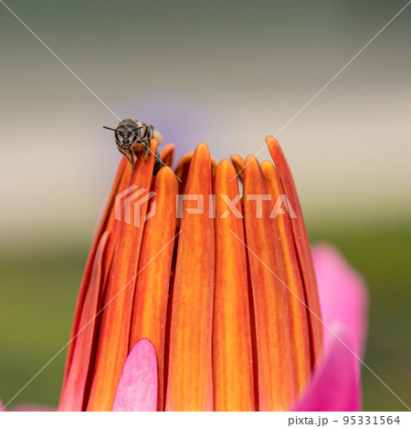 【マクロ写真】花の蜜を吸うミツバチ 【マクロ写真】花の蜜を吸うミツバチ 95331564