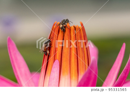 【マクロ写真】花の蜜を吸うミツバチ 【マクロ写真】花の蜜を吸うミツバチ 95331565