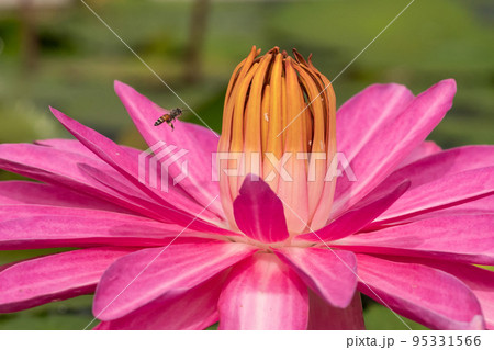 【マクロ写真】花の蜜を吸うミツバチ 【マクロ写真】花の蜜を吸うミツバチ 95331566