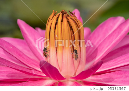 【マクロ写真】花の蜜を吸うミツバチ 【マクロ写真】花の蜜を吸うミツバチ 95331567
