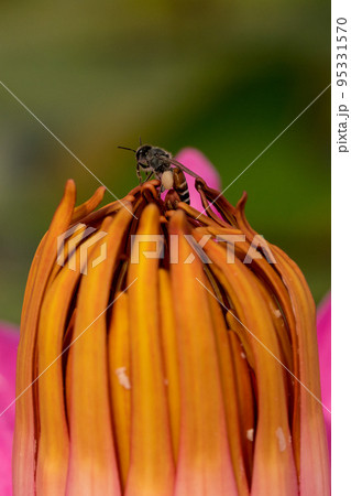 【マクロ写真】花の蜜を吸うミツバチ 【マクロ写真】花の蜜を吸うミツバチ 95331570
