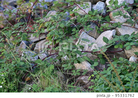 Stones overgrown by blackberry vines as a closeup 95331762