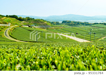 香り高き絶景スポット「八女中央大茶園」観光名所：見渡す限り緑のじゅうたん風景 95331764