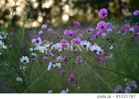 Field of white and pink sunmer flowers in the evening sun 95331787