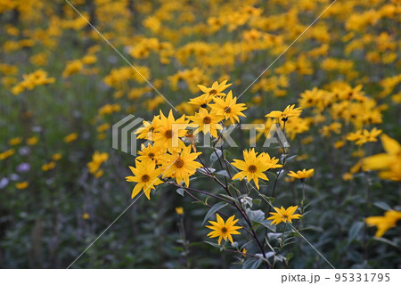 Field of small sunflowers in the evening sun 95331795