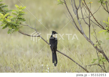 Jacobin cuckoo on tree bark. Clamator jacobinus, pied cuckoo or pied crested cuckoo found in Africa and Asia 95332053