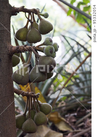 Bunches of Figs on tree, Ficus carica, India 95332054