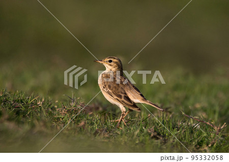 The paddyfield pipit or Oriental pipit, Anthus rufulus is a small passerine bird in the pipit and wagtail family 95332058