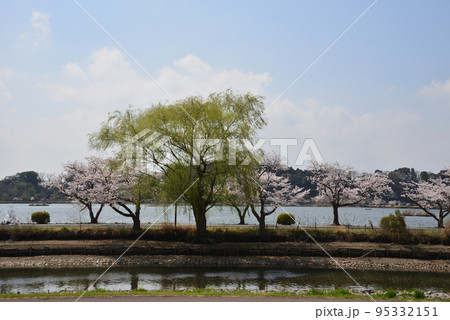 千波公園の桜を見に行きました　＃2 95332151
