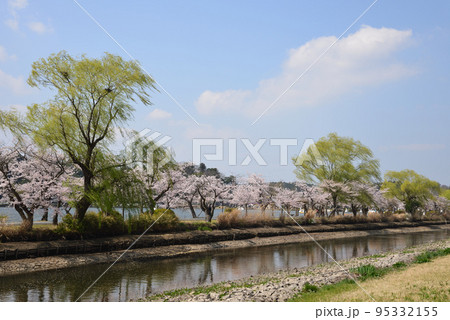 千波公園の桜を見に行きました #4 千波公園の桜を見に行きました #4 95332155