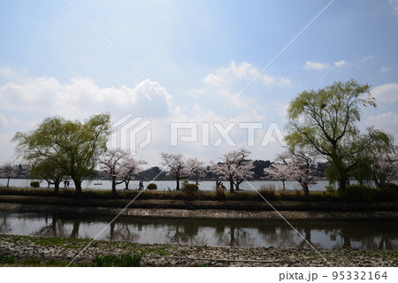 千波公園の桜を見に行きました　＃9 95332164