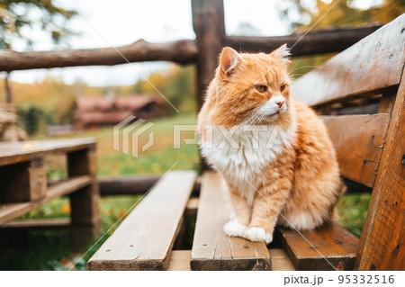 A fluffy white-and-red striped cat sits on a wooden bench in the Park and looks to the right. In the background, a fence and a Park area. Copy space A fluffy white-and-red striped cat sits on a wooden bench in the Park and looks to the right. In the background, a fence and a Park area. Copy space 95332516