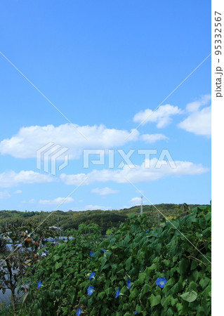 秋の日本の原風景　青い空と白い雲と青い朝顔 95332567
