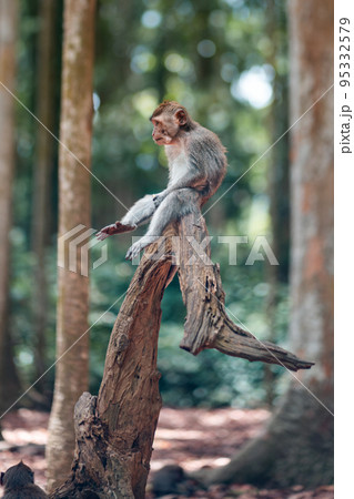 An adult macaque monkey sits on the trunk of a tree with its legs hanging down. Side view. Monkey forest, Bali, Indonesia 95332579