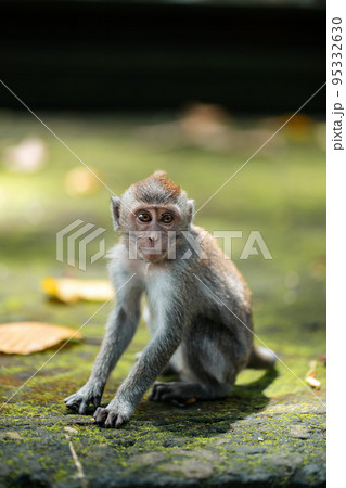 A small macaque monkey sits on the mossy steps of the temple. Monkey forest, Bali, Indonesia 95332630