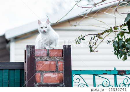 A white Shorthair cat sits on a brick fence. The roof of the house in the background A white Shorthair cat sits on a brick fence. The roof of the house in the background 95332741