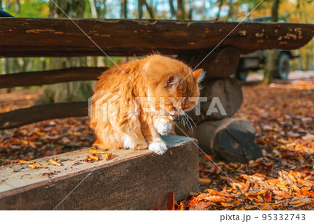 A fluffy white-and-red striped cat sits on a wooden bench and washes its face with its paw. In the background, a wooden table and a Park A fluffy white-and-red striped cat sits on a wooden bench and washes its face with its paw. In the background, a wooden table and a Park 95332743
