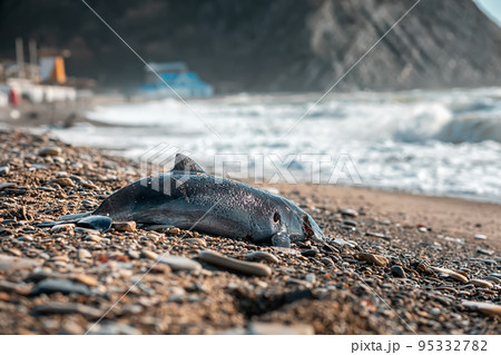 A corpse of a dead baby dolphin lies, washed up by the waves, on the shore. The concept of poaching and environmental disaster. Copy space 95332782