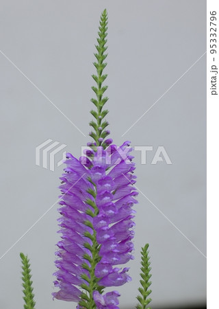 ハナトラノオの愛嬌がある花姿が面白い 95332796