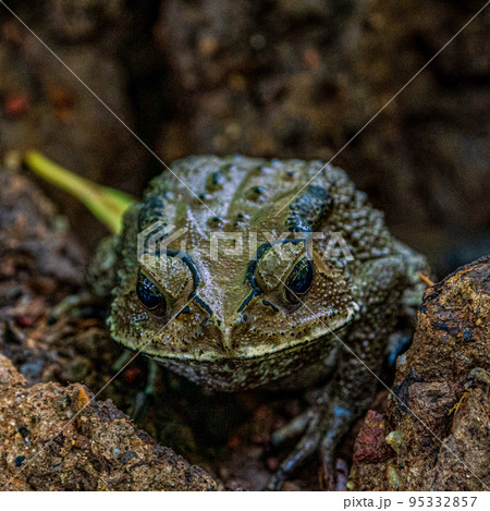 岩の上に佇むウシガエル 95332857