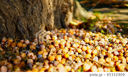 イチョウの木の足元にある大量の銀杏 95332909