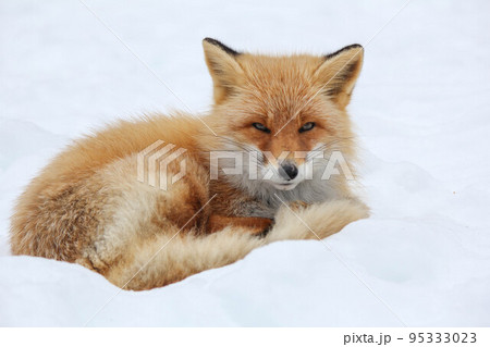 眠たいキタキツネ『北海道・北見市』 95333023