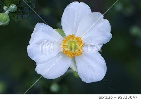 白いシュウメイギク(秋明菊)の花が美しい 白いシュウメイギク(秋明菊)の花が美しい 95333047