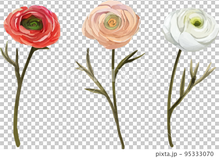 Ranunculus 3 vector illustration set Ranunculus 3 vector illustration set 95333070