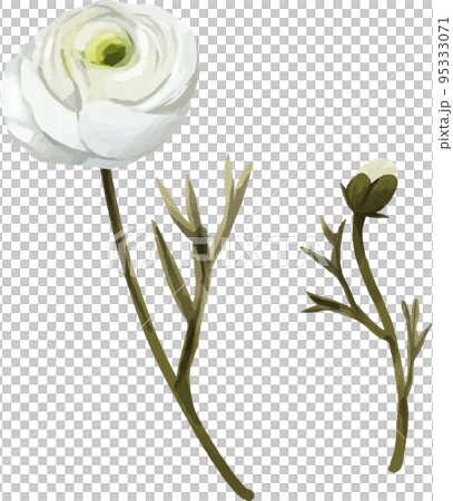 Ranunculus white watercolor style vector illustration set Ranunculus white watercolor style vector illustration set 95333071