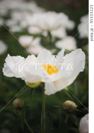 Beautiful peony flower in a garden Beautiful peony flower in a garden 95333225