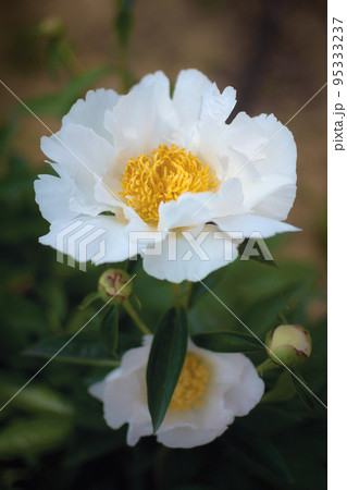 Beautiful peony flower in a garden Beautiful peony flower in a garden 95333237