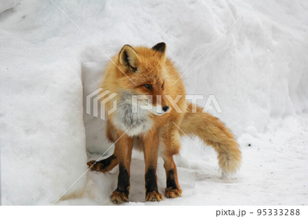 散歩するキタキツネ『北海道・北見市』 散歩するキタキツネ『北海道・北見市』 95333288