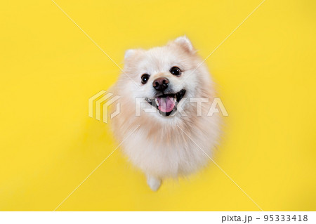 A woman is reading a book and stroking a rabbit sitting on her lap. Close-up of the animal's face. Concept of reading and relaxing 95333418