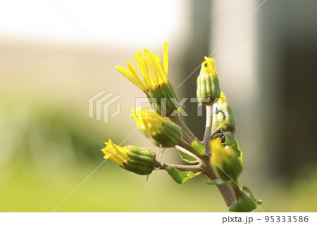 ツワブキ(つわぶき,石蕗)の黄色い花が優雅で綺麗 95333586
