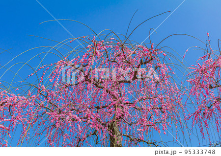 【神奈川の自然風景】曽我梅林 95333748