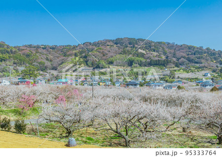 【神奈川の自然風景】曽我梅林 95333764