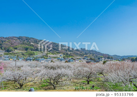 【神奈川の自然風景】曽我梅林 【神奈川の自然風景】曽我梅林 95333766