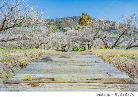【神奈川の自然風景】曽我梅林 95333776
