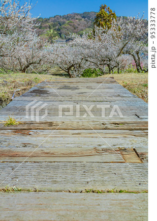 【神奈川の自然風景】曽我梅林 【神奈川の自然風景】曽我梅林 95333778